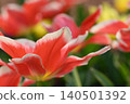Red flower	 140501392
