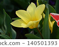 Yellow flower 140501393