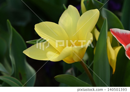 黃花 黃花 140501393