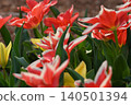 Red flower	 140501394