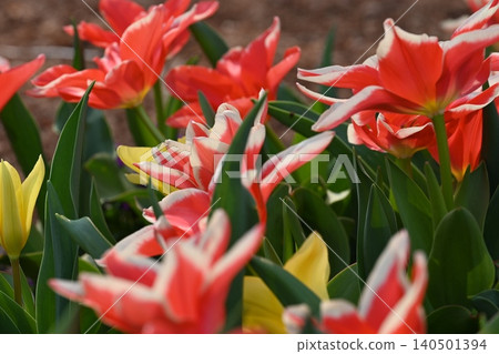 紅花 紅花 140501394