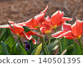 Red flower	 140501395