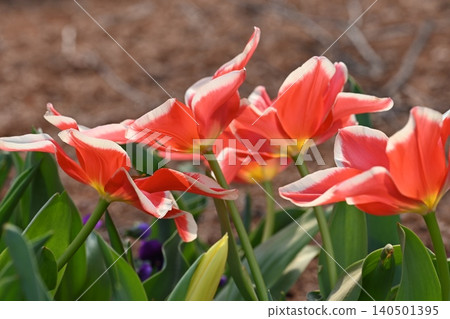 Red flower Red flower 140501395