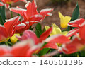 Red flower	 140501396