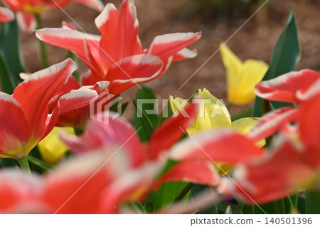 Red flower Red flower 140501396