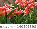 Red flower	 140501398