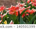 Red flower	 140501399
