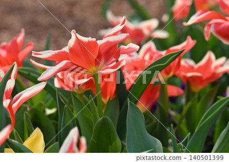 Red flower Red flower 140501399