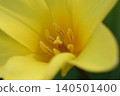Yellow flower 140501400