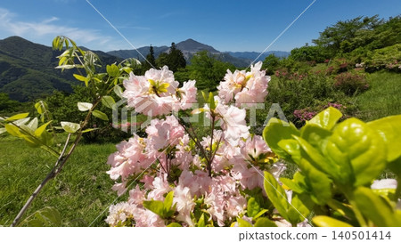 Mount Bukō and mountain azaleas Mount Bukō and mountain azaleas 140501414