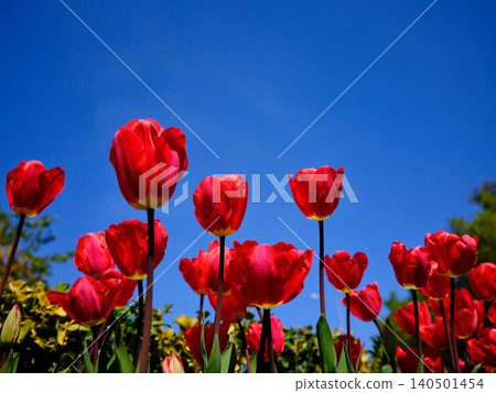 close-up of a group of red tulips outdoors in springtime close-up of a group of red tulips outdoors in springtime 140501454
