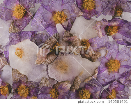 Experimental frozen flowers with artistic concept 140501491