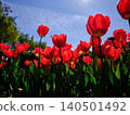 close-up of a group of red tulips outdoors in springtime 140501492
