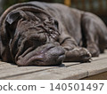 a cute dog sleeping on the wooden floor 140501497
