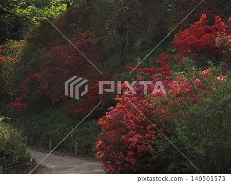 六義園杜鵑花盛開的美景 140501573