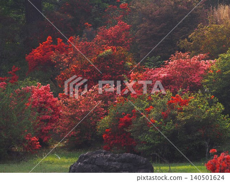 The scenery of Rikugien Garden with azaleas in bloom The scenery of Rikugien Garden with azaleas in bloom 140501624