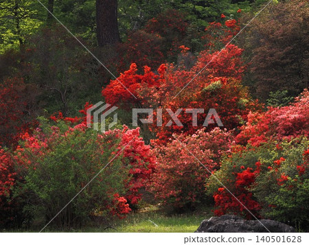 六義園杜鵑花盛開的美景 140501628