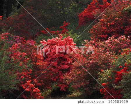 六義園杜鵑花盛開的美景 140501629