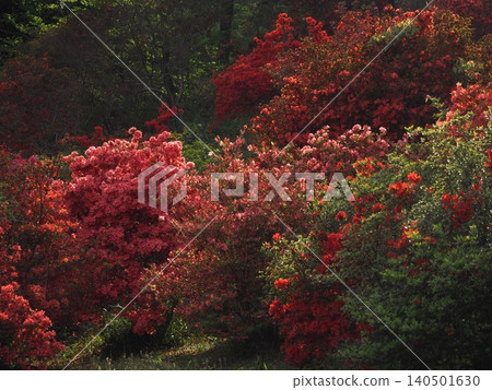 The scenery of Rikugien Garden with azaleas in bloom The scenery of Rikugien Garden with azaleas in bloom 140501630
