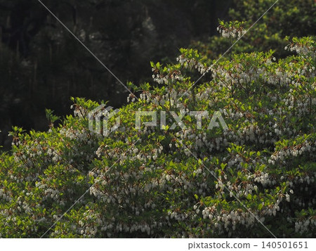 六義園內盛開的吊鐘花 六義園內盛開的吊鐘花 140501651