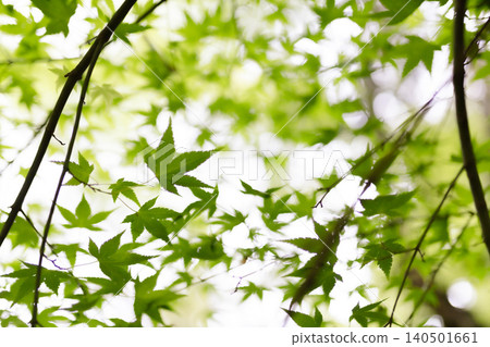 Miyazaki Prefecture: Takachihokyo Gorge in the fresh greenery - beautiful fall and cliff Miyazaki Prefecture: Takachihokyo Gorge in the fresh greenery - beautiful fall and cliff 140501661