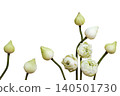 green white flowers lotus local flora of asia arrangement flat lay postcard style 140501730