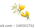 yellow flowers ylang ylang local flora of asia arrangement flat lay postcard style 140501732
