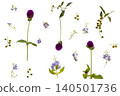 purple flowers globe amaranth with little flowers local flora of asia 140501736
