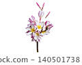 pink, white flowers frangipani local flora of asia  140501738