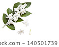 white flowers jasmine local flora of asia arrangement flat lay postcard style 140501739