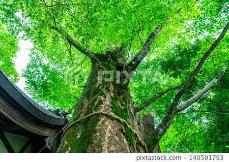 [Saitama Prefecture] The impressive sacred tree at Kawagoe Hikawa Shrine 140501793