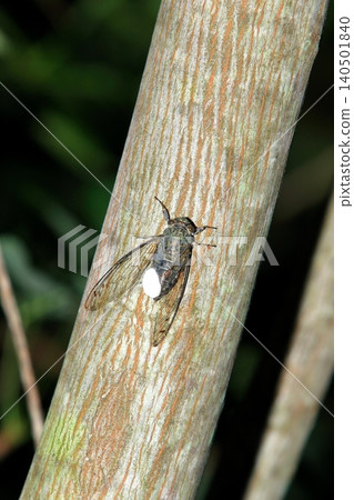 A cicada (Meimuna opalifera) parasitized by a cicada parasite moth. A cicada (Meimuna opalifera) parasitized by a cicada parasite moth. 140501840