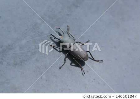 A stag beetle with a beautiful sheen. A stag beetle with a beautiful sheen. 140501847