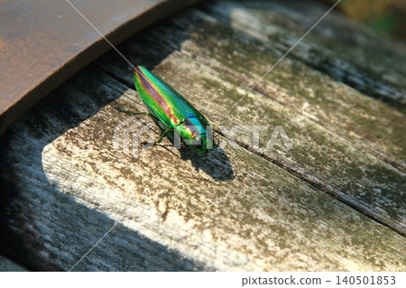 Beautifully colored jewel beetles Beautifully colored jewel beetles 140501853