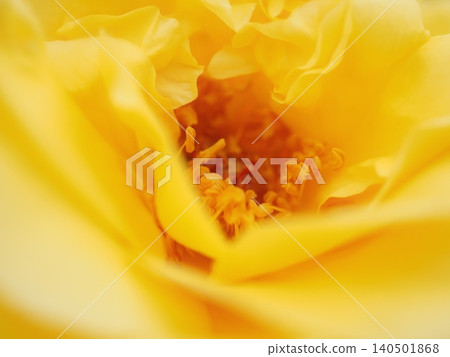 玫瑰閃閃發光的花瓣和花蕊(Grizzby,20260515085546) 玫瑰閃閃發光的花瓣和花蕊(Grizzby,20260515085546) 140501868