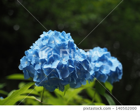 A hydrangea A hydrangea 140502000