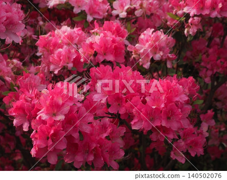 Azaleas in full bloom at Rikugien Garden Azaleas in full bloom at Rikugien Garden 140502076