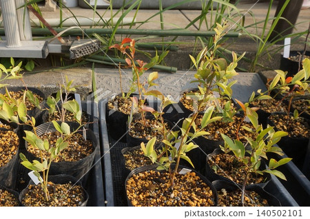 blueberry cuttings 140502101