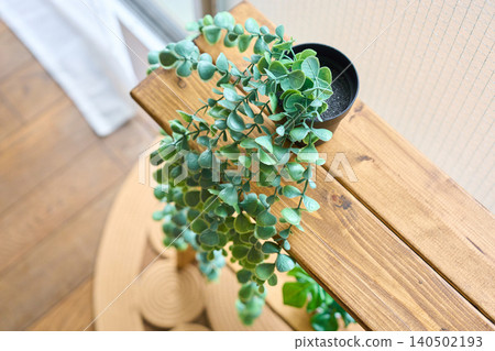 Potted plants placed by the window in the room Potted plants placed by the window in the room 140502193