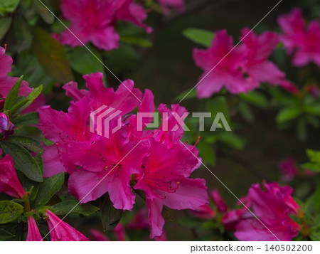 Azaleas in full bloom at Rikugien Garden Azaleas in full bloom at Rikugien Garden 140502200