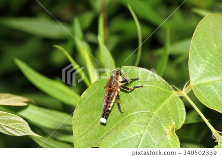 A close-up of a male robber fly (Acrida cinerea) perched on a plant leaf. A close-up of a male robber fly (Acrida cinerea) perched on a plant leaf. 140502339
