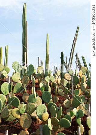 Cactus growing technique for preventing soil erosion. 140502351