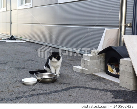Charming and chubby cat playfully exploring the outdoors, with fluffy fur and a curious expression. Full of energy and joy, perfect for cat lovers who enjoy watching playful, happy moments! Charming and chubby cat playfully exploring the outdoors, with fluffy fur and a curious expression. Full of energy and joy, perfect for cat lovers who enjoy watching playful, happy moments! 140502422