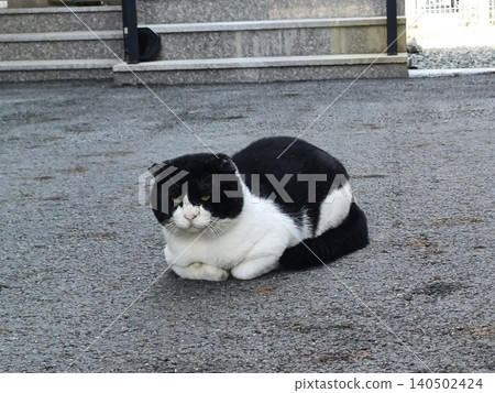 Charming and chubby cat playfully exploring the outdoors, with fluffy fur and a curious expression. Full of energy and joy, perfect for cat lovers who enjoy watching playful, happy moments! Charming and chubby cat playfully exploring the outdoors, with fluffy fur and a curious expression. Full of energy and joy, perfect for cat lovers who enjoy watching playful, happy moments! 140502424