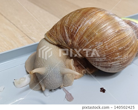 Fresh snail with a glossy shell and tender texture, commonly used in savory dishes. Perfect for seafood recipes or traditional culinary preparations. 140502425