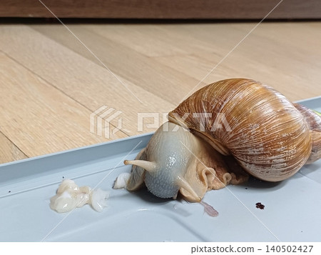 Fresh snail with a glossy shell and tender texture, commonly used in savory dishes. Perfect for seafood recipes or traditional culinary preparations. Fresh snail with a glossy shell and tender texture, commonly used in savory dishes. Perfect for seafood recipes or traditional culinary preparations. 140502427
