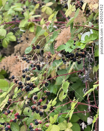 Mulberries, small, juicy berries with a sweet-tart flavor, ranging from deep purple to red. Packed with antioxidants, they are perfect for snacking, adding to smoothies, or incorporating into desserts 140502452