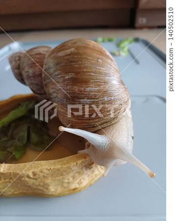 Fresh snail with a glossy shell and tender texture, commonly used in savory dishes. Perfect for seafood recipes or traditional culinary preparations. Fresh snail with a glossy shell and tender texture, commonly used in savory dishes. Perfect for seafood recipes or traditional culinary preparations. 140502510