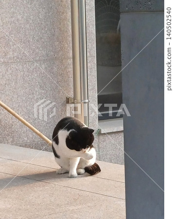 Charming and chubby cat playfully exploring the outdoors, with fluffy fur and a curious expression. Full of energy and joy, perfect for cat lovers who enjoy watching playful, happy moments! Charming and chubby cat playfully exploring the outdoors, with fluffy fur and a curious expression. Full of energy and joy, perfect for cat lovers who enjoy watching playful, happy moments! 140502540