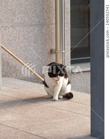 Charming and chubby cat playfully exploring the outdoors, with fluffy fur and a curious expression. Full of energy and joy, perfect for cat lovers who enjoy watching playful, happy moments! Charming and chubby cat playfully exploring the outdoors, with fluffy fur and a curious expression. Full of energy and joy, perfect for cat lovers who enjoy watching playful, happy moments! 140502541